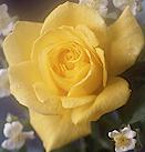Yellow Rose