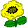 Yellow Pansy